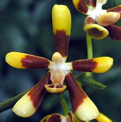 Phalaenopsis Fuscata